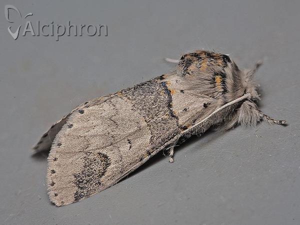 Furcula bifida