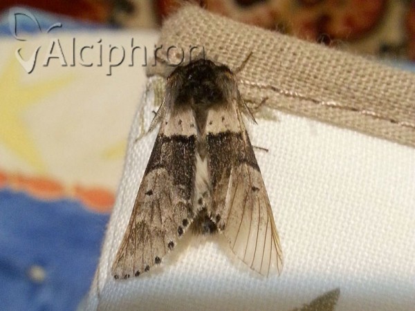 Furcula bifida