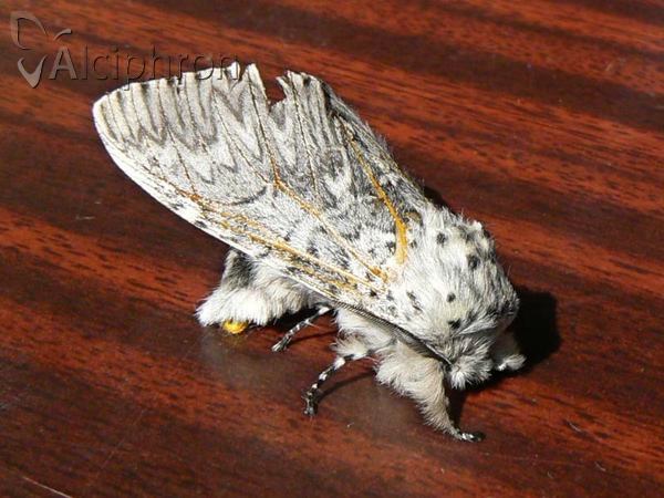 Cerura vinula