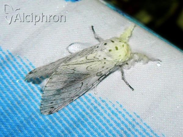Cerura erminea