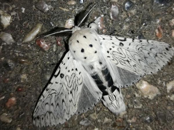 Cerura erminea