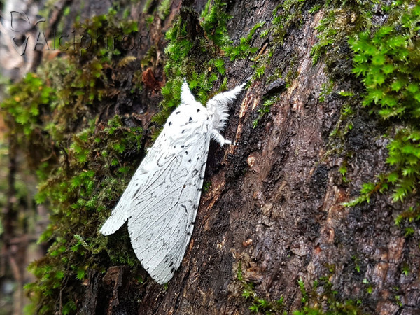 Cerura erminea