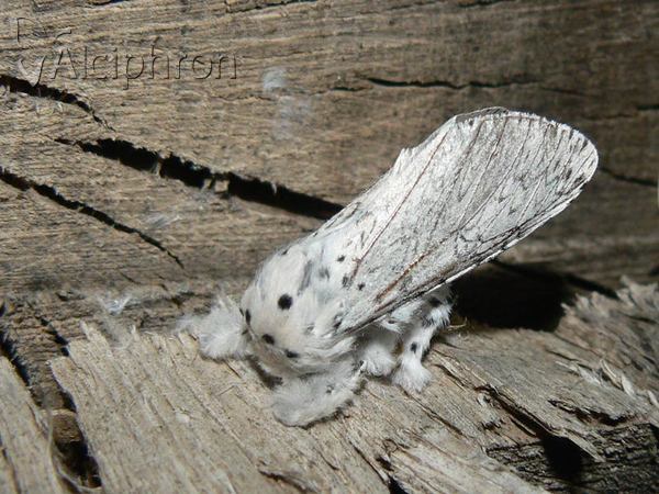 Cerura erminea
