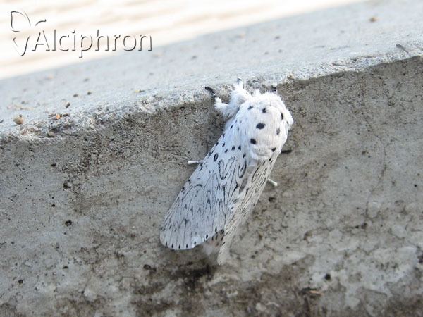 Cerura erminea