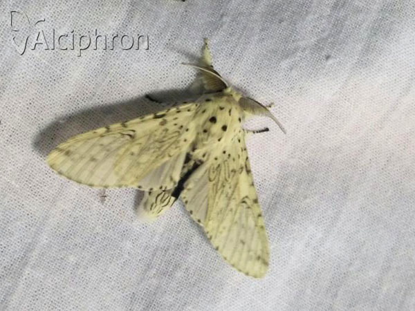 Cerura erminea