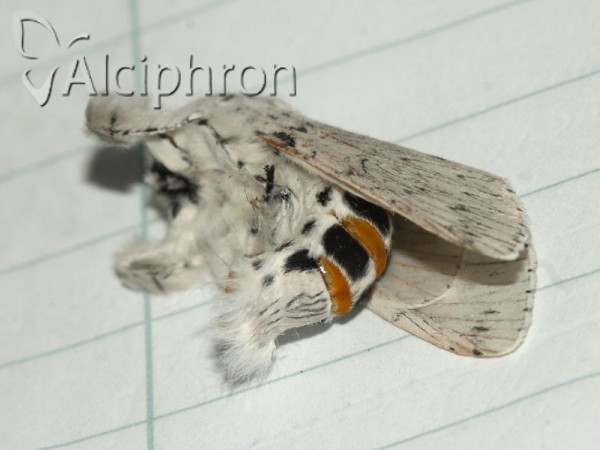 Cerura erminea