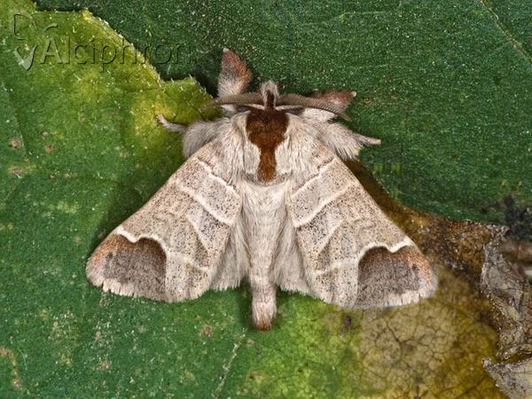 Clostera curtula