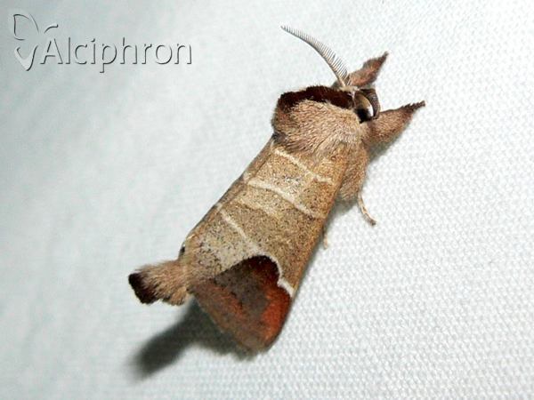 Clostera curtula