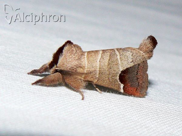 Clostera curtula