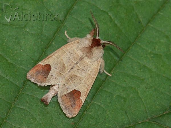 Clostera curtula