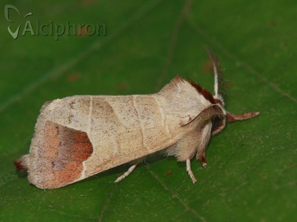 Clostera curtula