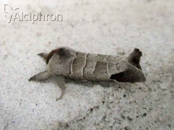 Clostera curtula