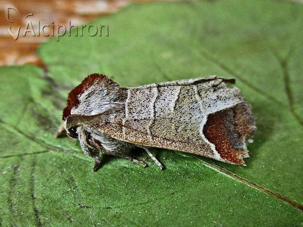 Clostera curtula