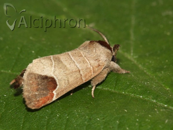 Clostera curtula