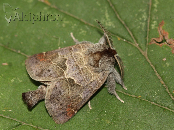 Clostera pigra