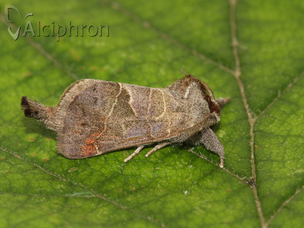 Clostera pigra