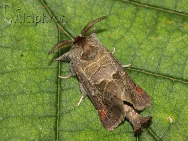 Clostera pigra
