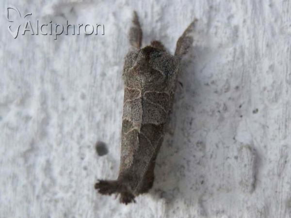 Clostera pigra