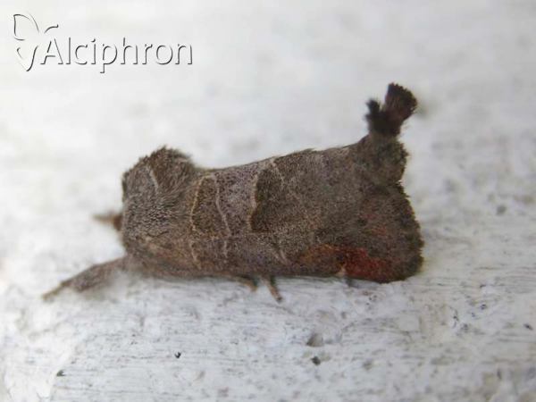 Clostera pigra