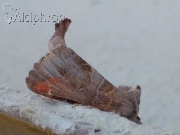 Clostera pigra