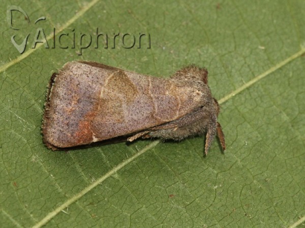 Clostera pigra