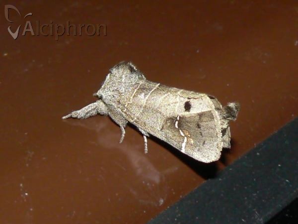 Clostera anachoreta