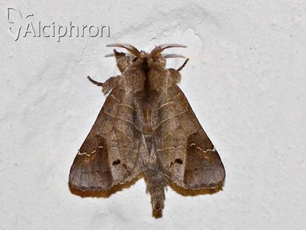Clostera anachoreta