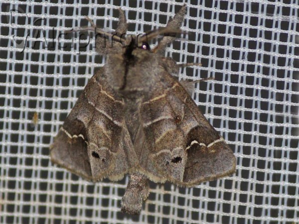 Clostera anachoreta