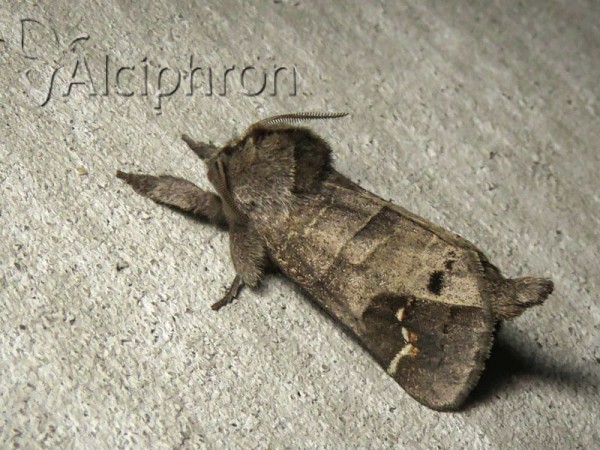 Clostera anachoreta