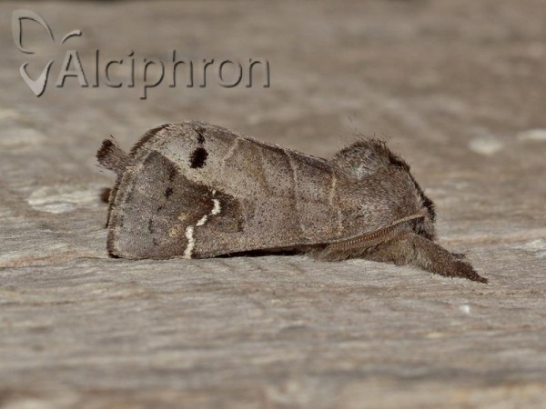 Clostera anachoreta