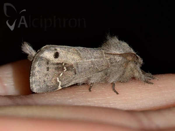 Clostera anachoreta