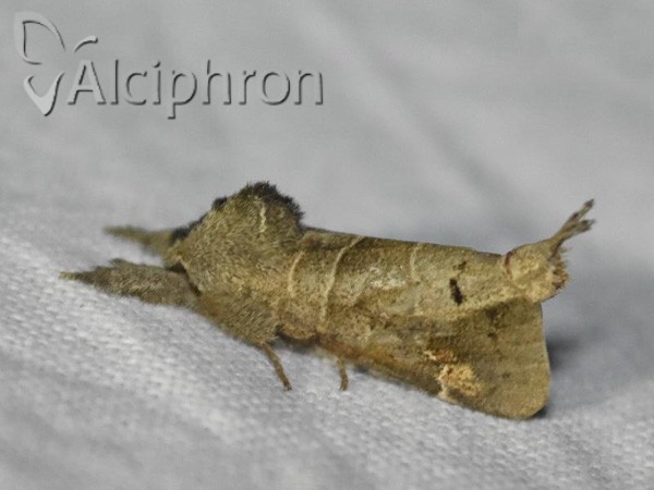 Clostera anachoreta