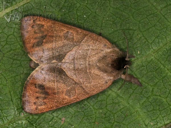 Clostera anastomosis