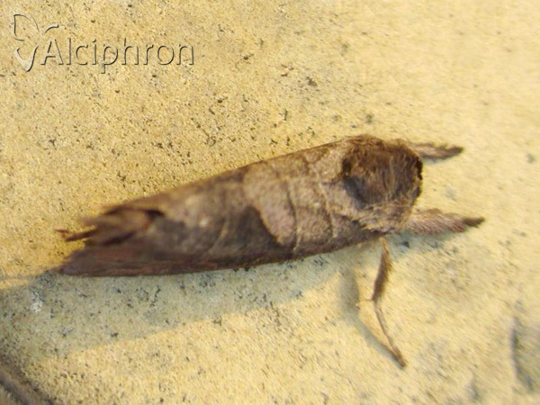 Clostera anastomosis