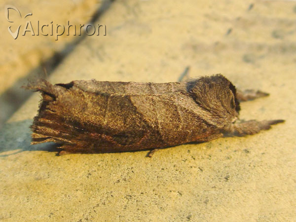 Clostera anastomosis