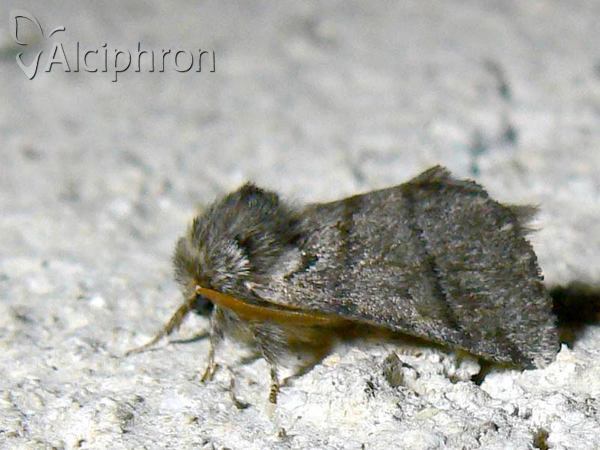 Thaumetopoea processionea