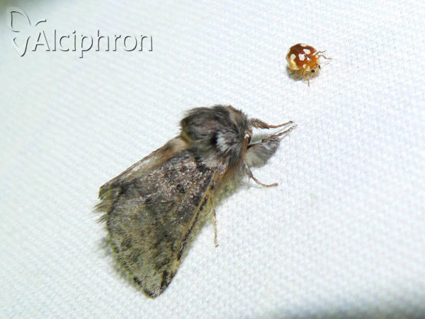 Thaumetopoea processionea