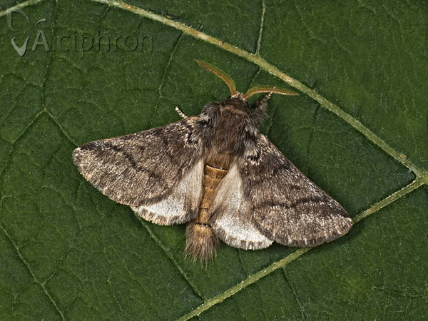 Thaumetopoea processionea