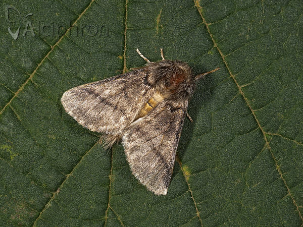Thaumetopoea processionea