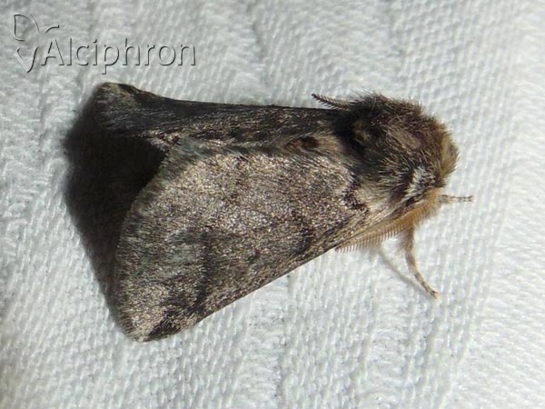 Thaumetopoea processionea