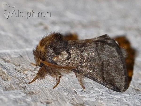 Thaumetopoea processionea