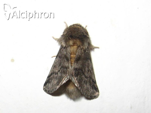 Thaumetopoea processionea