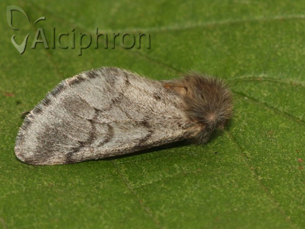 Thaumetopoea pityocampa