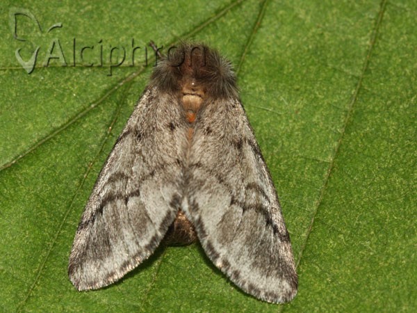 Thaumetopoea pityocampa