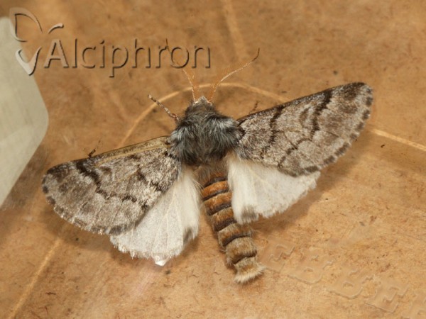 Thaumetopoea pityocampa