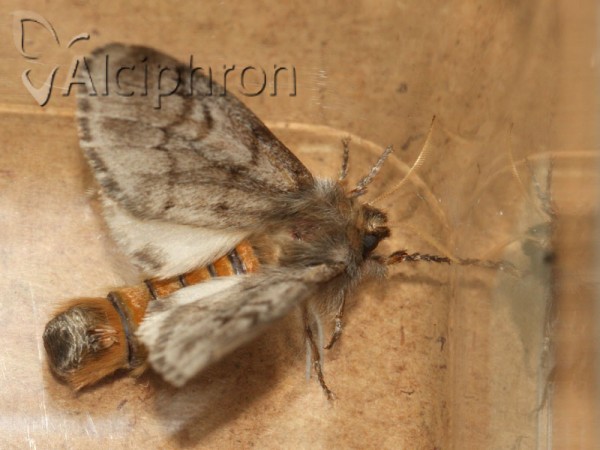 Thaumetopoea pityocampa