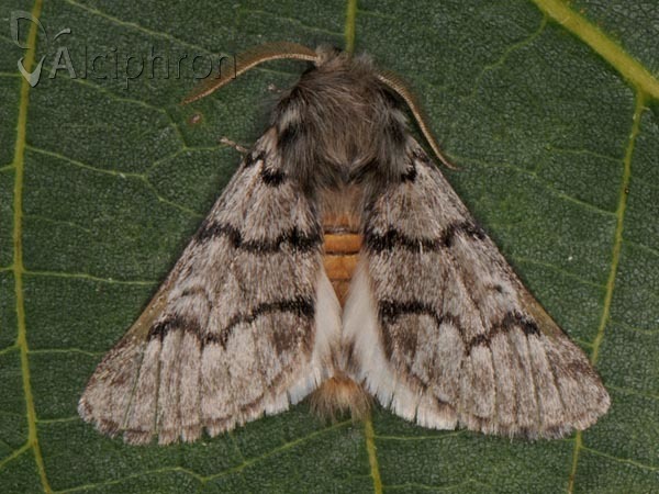 Thaumetopoea pityocampa