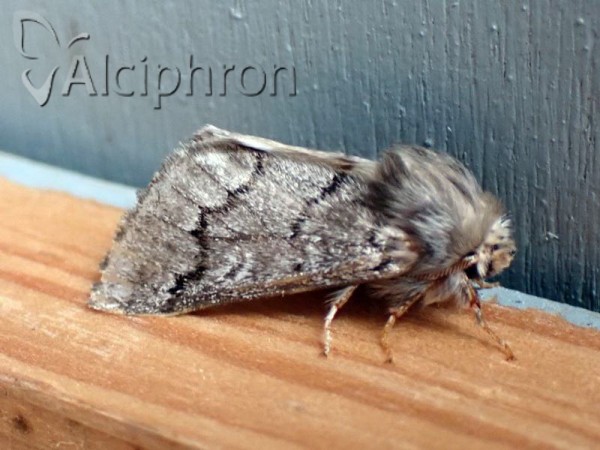 Thaumetopoea pityocampa