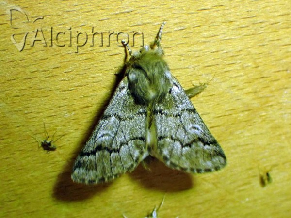 Thaumetopoea pityocampa