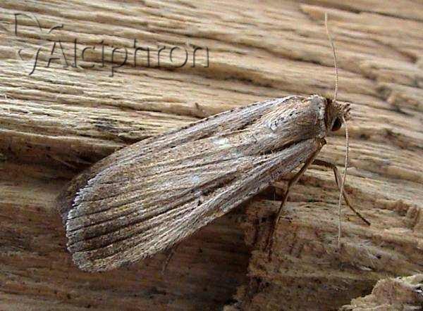 Tathorhynchus exsiccata